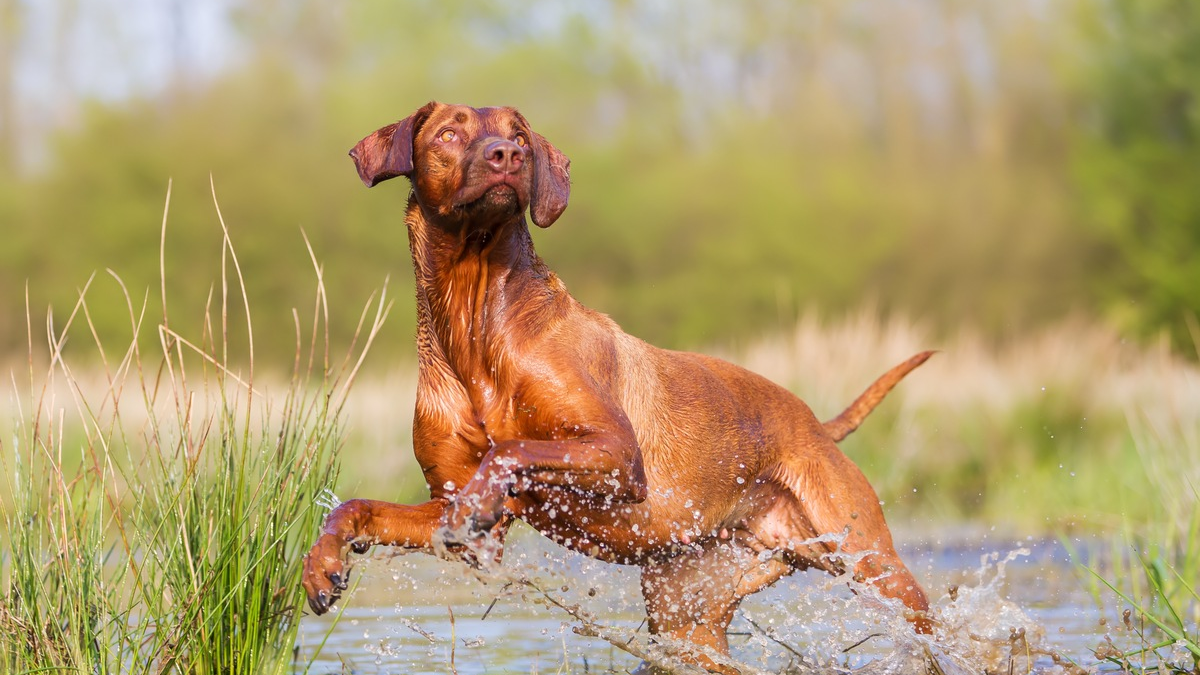 Leptospirose beim Hund: Die Krankheit, die aus der Pfütze kommt - Foto: presseportal.de
