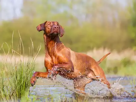 Leptospirose beim Hund: Die Krankheit, die aus der Pfütze kommt - Foto: presseportal.de