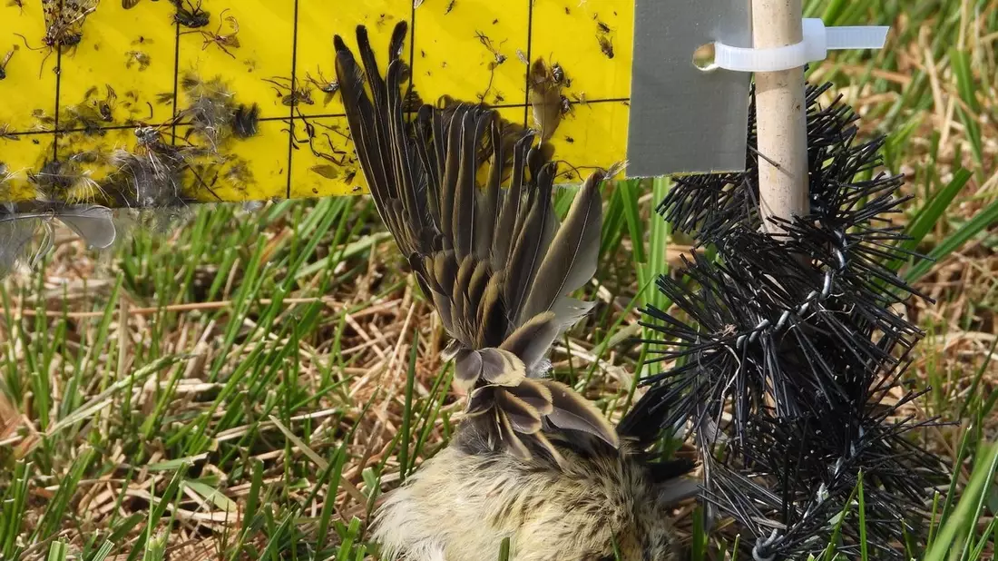 Todesfalle für Vögel: Insekten-Klebetafeln im EU-Vogelschutzgebiet Ochsenmoor in Niedersachsen - Bild: presseportal.de