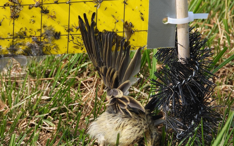 Todesfalle für Vögel: Insekten-Klebetafeln im EU-Vogelschutzgebiet Ochsenmoor in Niedersachsen - Foto: presseportal.de