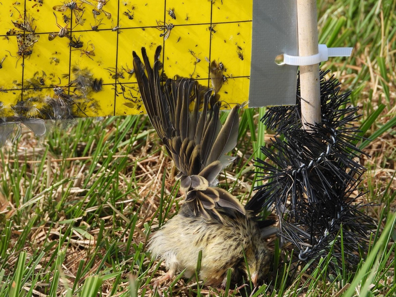 Todesfalle für Vögel: Insekten-Klebetafeln im EU-Vogelschutzgebiet Ochsenmoor in Niedersachsen - Foto: presseportal.de