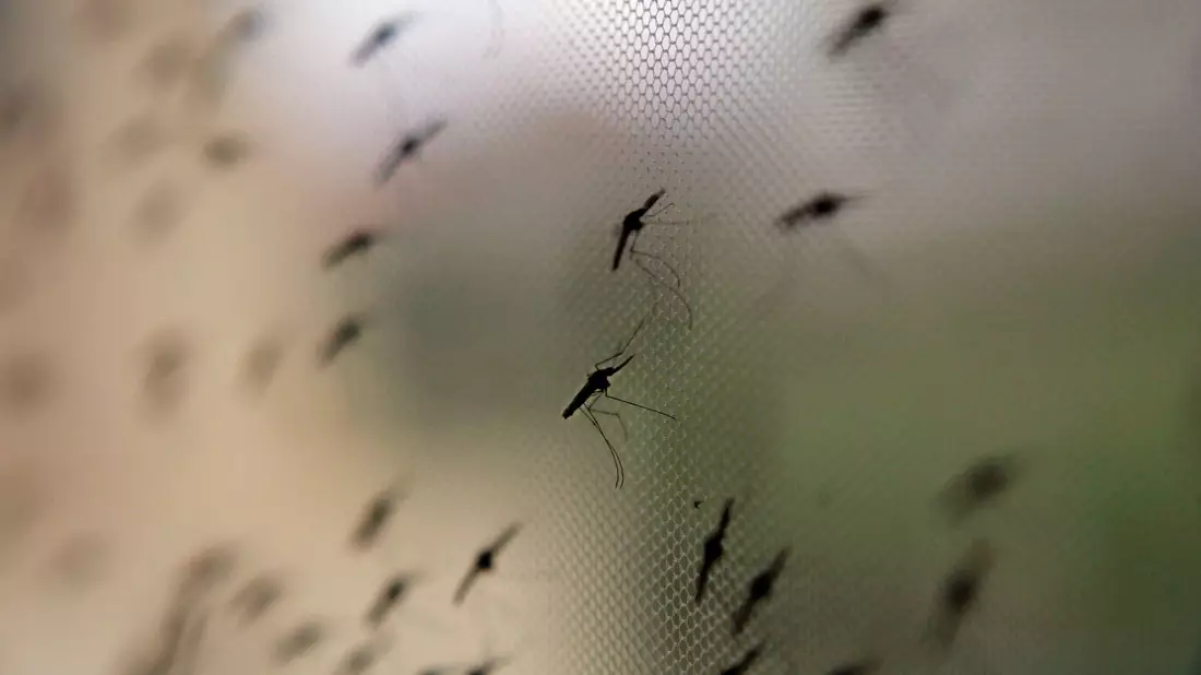 Die Anopheles-Mücke umfasst weltweit sehr viele verschiedene Arten. - Bild: Stephen Morrison/epa/dpa-tmn