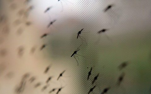 Die Anopheles-Mücke umfasst weltweit sehr viele verschiedene Arten. - Foto: Stephen Morrison/epa/dpa-tmn