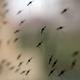 Die Anopheles-Mücke umfasst weltweit sehr viele verschiedene Arten. - Foto: Stephen Morrison/epa/dpa-tmn