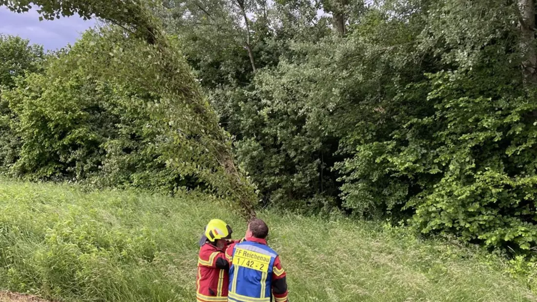 FW Reichenau: Baum droht auf Fahrbahn zu stürzen, Reichenauer Alleenstrasse L221 , 04.06.2025 - Bild: presseportal.de