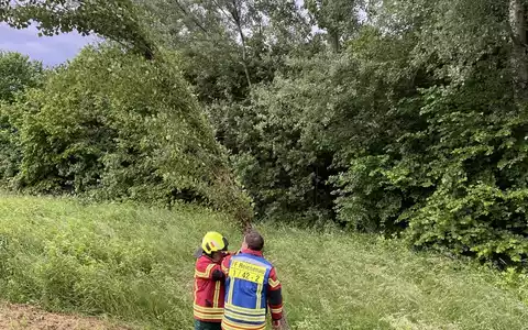 FW Reichenau: Baum droht auf Fahrbahn zu stürzen, Reichenauer Alleenstrasse L221 , 04.06.2025 - Foto: presseportal.de