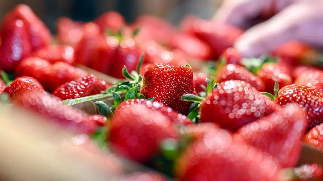 Jetzt gibt es Erdbeeren so günstig wie nie in der Saison. (Archivbild) - Bild: Uli Deck/dpa