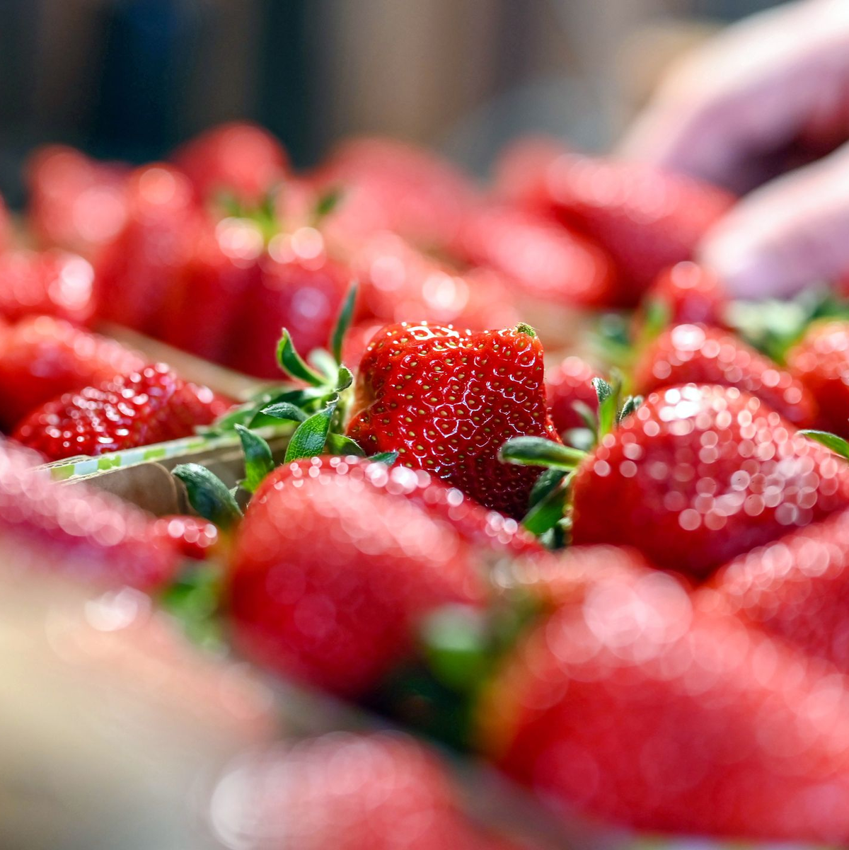 Jetzt gibt es Erdbeeren so günstig wie nie in der Saison. (Archivbild) - Foto: Uli Deck/dpa