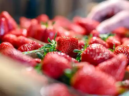 Jetzt gibt es Erdbeeren so günstig wie nie in der Saison. (Archivbild) - Foto: Uli Deck/dpa