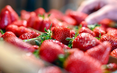 Jetzt gibt es Erdbeeren so günstig wie nie in der Saison. (Archivbild) - Foto: Uli Deck/dpa