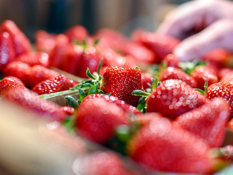 Jetzt gibt es Erdbeeren so günstig wie nie in der Saison. (Archivbild) - Foto: Uli Deck/dpa