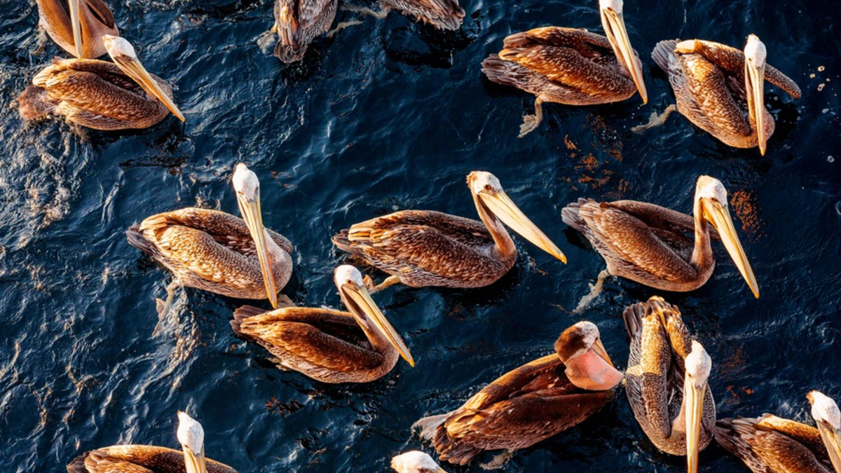 Wissenschaftler aller Kontinente warnen in einer aktuellen Umfrage vor Kipppunkten für das Meer und seine Artenvielfalt / Sie machen jedoch auch Hoffnung auf eine Umkehr des Negativtrends - Foto: presseportal.de