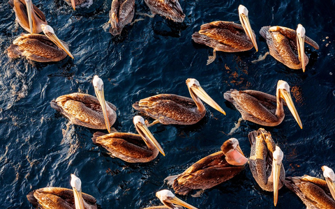 Wissenschaftler aller Kontinente warnen in einer aktuellen Umfrage vor Kipppunkten für das Meer und seine Artenvielfalt / Sie machen jedoch auch Hoffnung auf eine Umkehr des Negativtrends - Foto: presseportal.de