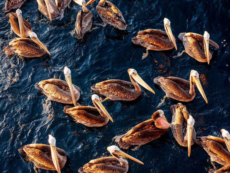 Wissenschaftler aller Kontinente warnen in einer aktuellen Umfrage vor Kipppunkten für das Meer und seine Artenvielfalt / Sie machen jedoch auch Hoffnung auf eine Umkehr des Negativtrends - Foto: presseportal.de