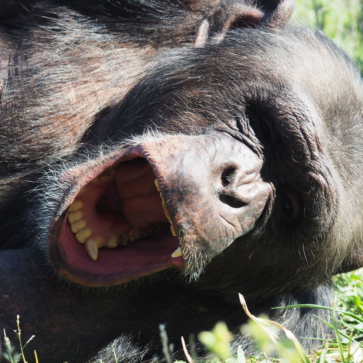 Gähnt der Roboter, legt sich der Affe schlafen. (Handout) - Foto: Ramiro Joly-Mascheroni/City St George’s University of London/dpa