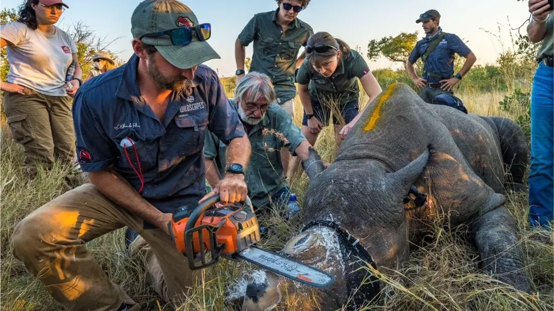 Einem Nashorn wird vorsorglich das Horn abgesägt. (Handout) - Bild: ---/Greater Kruger Environmental Protection Foundation/dpa