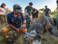 Einem Nashorn wird vorsorglich das Horn abgesägt. (Handout) - Foto: ---/Greater Kruger Environmental Protection Foundation/dpa