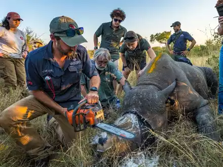 Einem Nashorn wird vorsorglich das Horn abgesägt. (Handout) - Foto: ---/Greater Kruger Environmental Protection Foundation/dpa