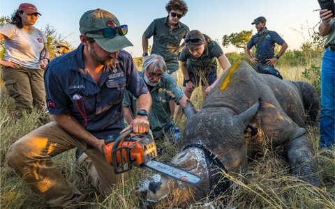 Einem Nashorn wird vorsorglich das Horn abgesägt. (Handout) - Foto: ---/Greater Kruger Environmental Protection Foundation/dpa
