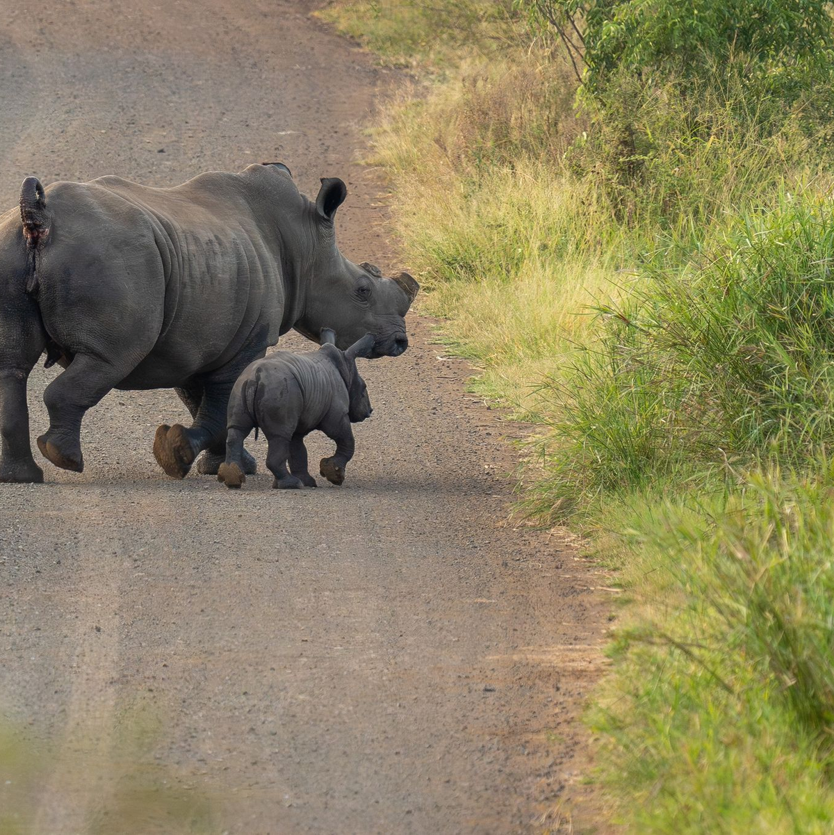 Hörner von Nashörnern sind wegen des hohen Preises ein begehrtes Schmuggelgut. (Handout) - Foto: Tim Kuiper/Greater Kruger Environmental Protection Foundation/dpa