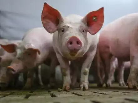 Das staatliche Logo soll Haltungsbedingungen von Schweinen anzeigen. (Archivbild)  - Foto: Lars Penning/dpa