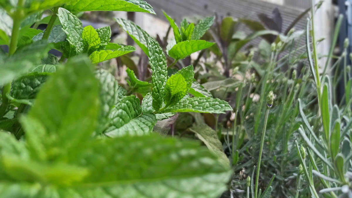 Heilpflanzen im Sommer: Natürlich wohltuend und einfach zu kultivieren - Foto: presseportal.de