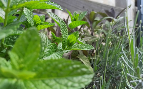 Heilpflanzen im Sommer: Natürlich wohltuend und einfach zu kultivieren - Foto: presseportal.de