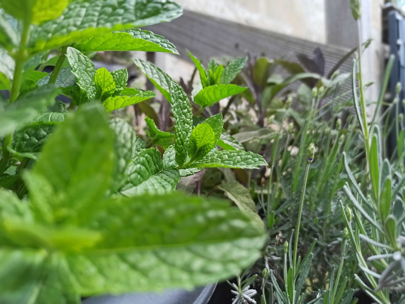 Heilpflanzen im Sommer: Natürlich wohltuend und einfach zu kultivieren - Foto: presseportal.de