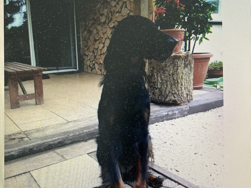 POL-SO: Suche nach vermisstem 63-jährigen - Foto: presseportal.de