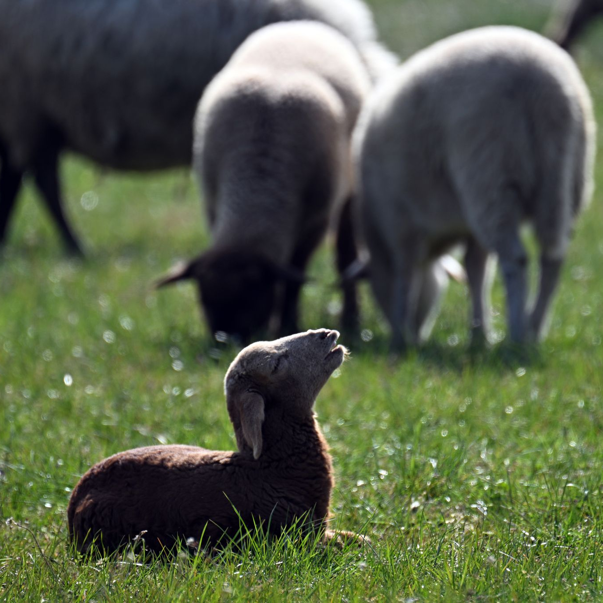 Schafe sind leichte Beute für Raubtiere: Sie sind wehrlos und ihr Fluchtreflex ist nicht mehr stark ausgeprägt. (Archivbild) - Foto: Federico Gambarini/dpa