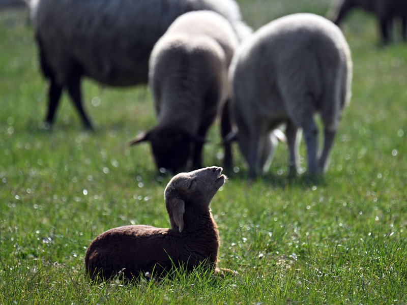 Schafe sind leichte Beute für Raubtiere: Sie sind wehrlos und ihr Fluchtreflex ist nicht mehr stark ausgeprägt. (Archivbild) - Foto: Federico Gambarini/dpa