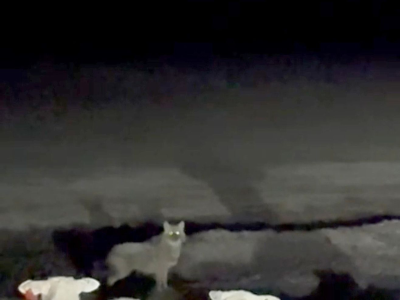 Räuber und Beute: der Goldschakal auf Sylt steht vor Schafen der Insel. - Foto: Privat/Daniela Andersen/dpa