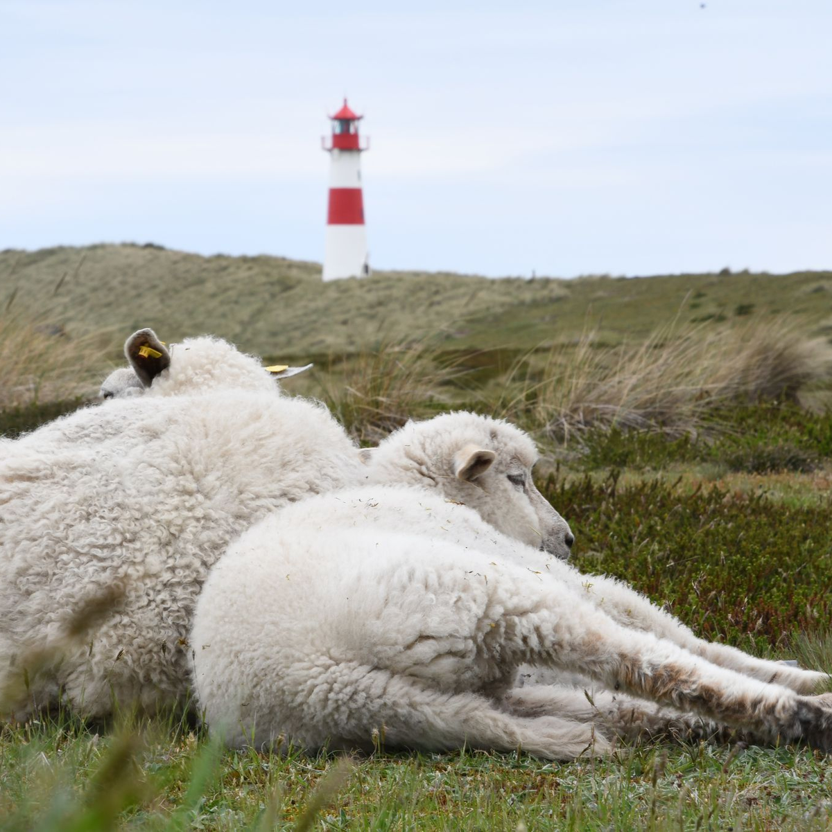 Immer wieder riss der Goldschakal Lämmer auf Sylt. - Foto: Lea Sarah Albert/dpa
