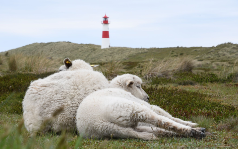 Auf dem Ellenbogen in List (Sylt) hatte der Goldschakal seit Mai mehrere Lämmer gerissen. (Archivbild) - Foto: Lea Sarah Albert/dpa