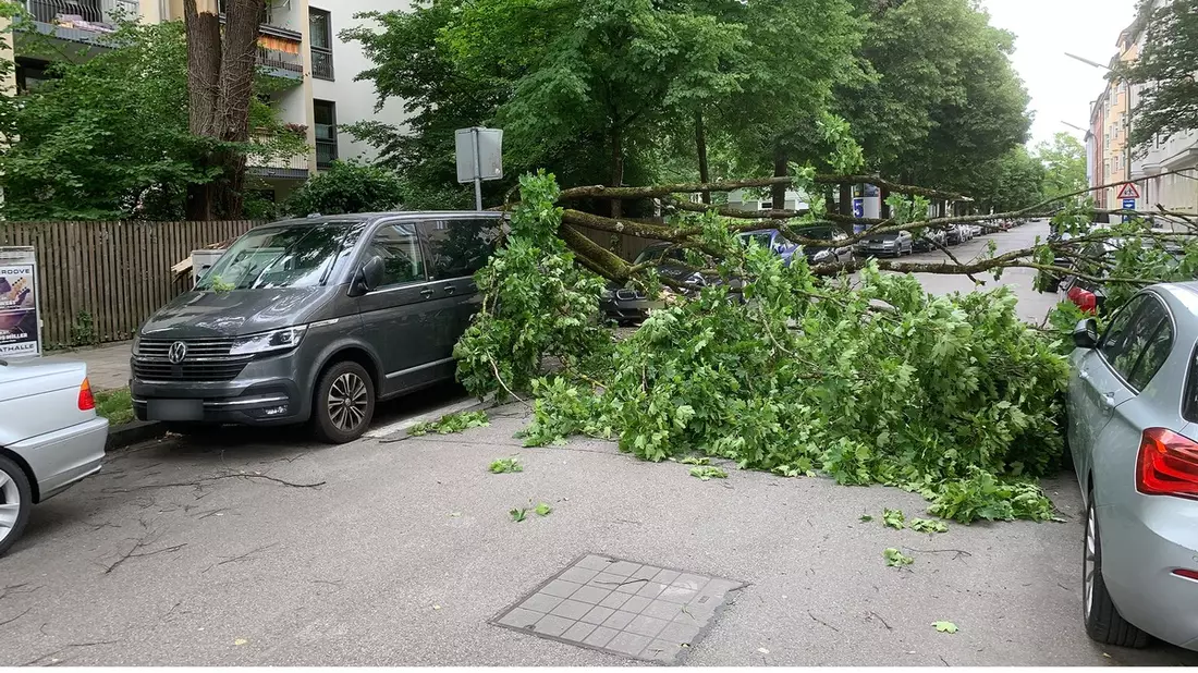 FW-M: Herabfallender Ast beschädigt mehrere Fahrzeuge (Neuhausen) - Bild: presseportal.de