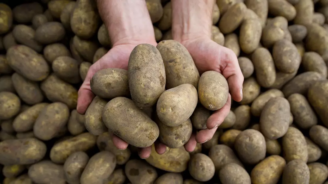 Die Pflanzenkrankheit Stolbur bedroht auch heimische Kartoffeln. - Bild: picture alliance / dpa
