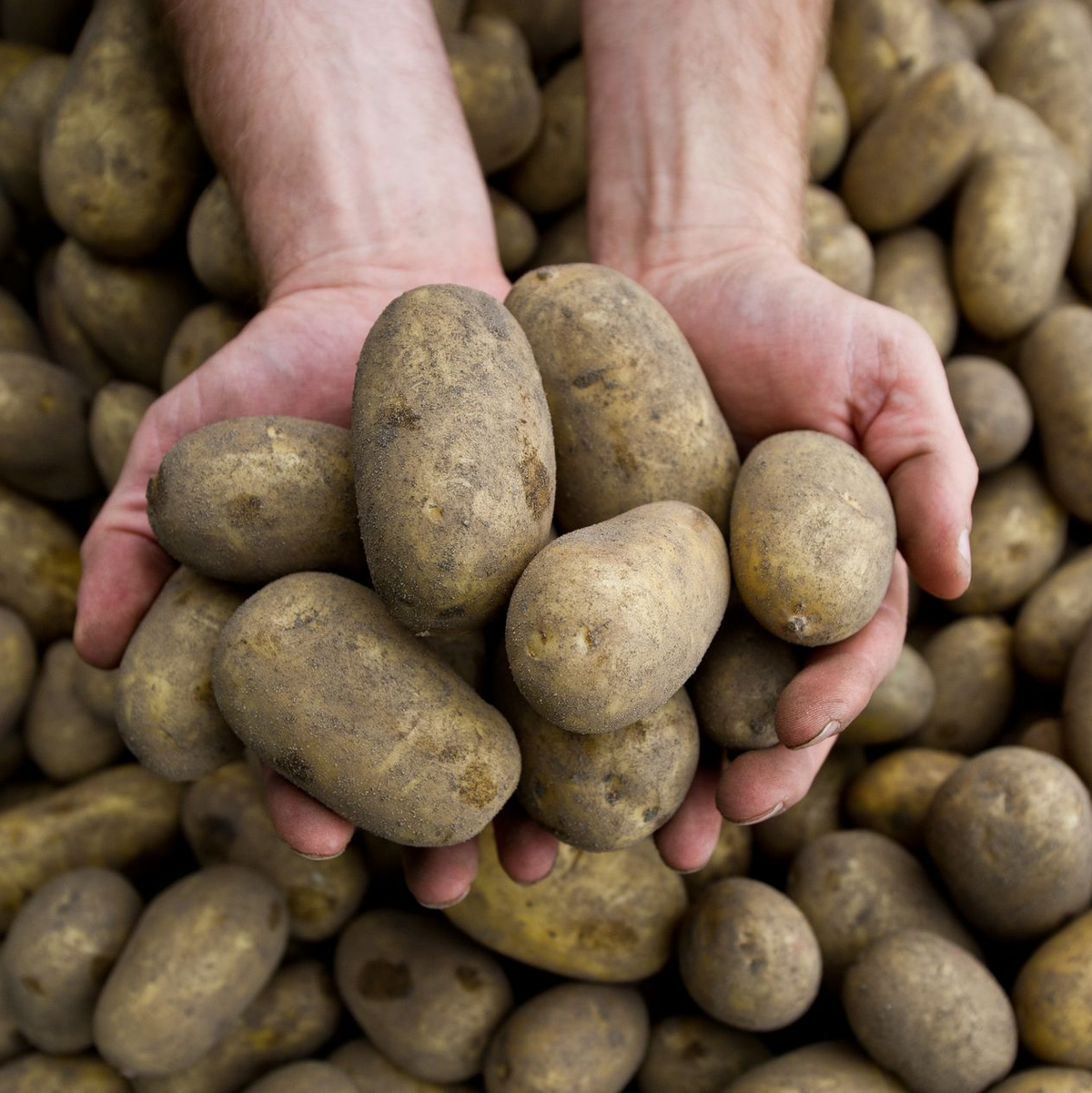 Die Pflanzenkrankheit Stolbur bedroht auch heimische Kartoffeln. - Foto: picture alliance / dpa