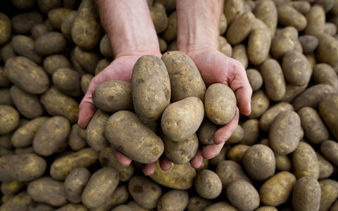 Die Pflanzenkrankheit Stolbur bedroht auch heimische Kartoffeln. - Foto: picture alliance / dpa
