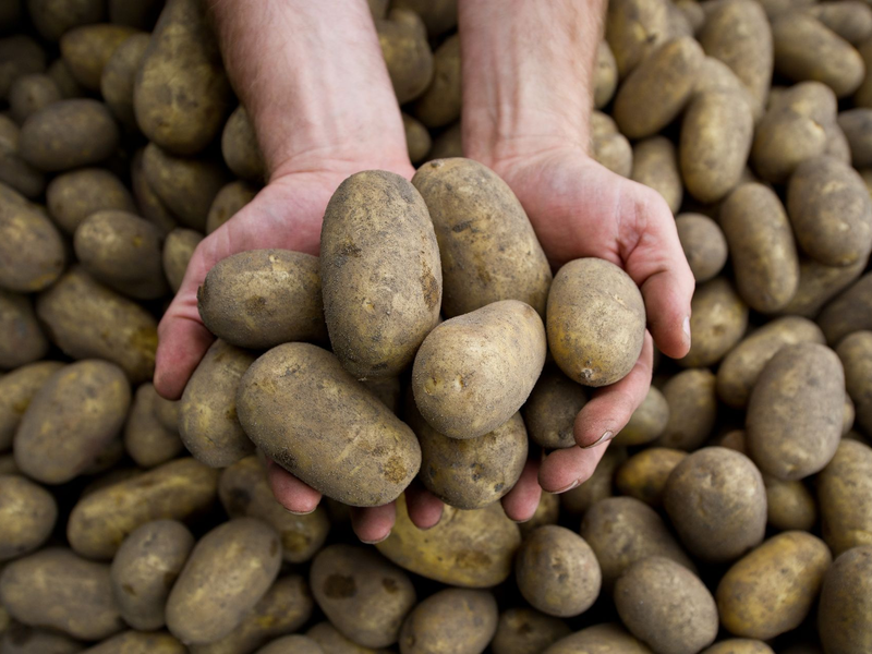 Die Pflanzenkrankheit Stolbur bedroht auch heimische Kartoffeln. - Foto: picture alliance / dpa