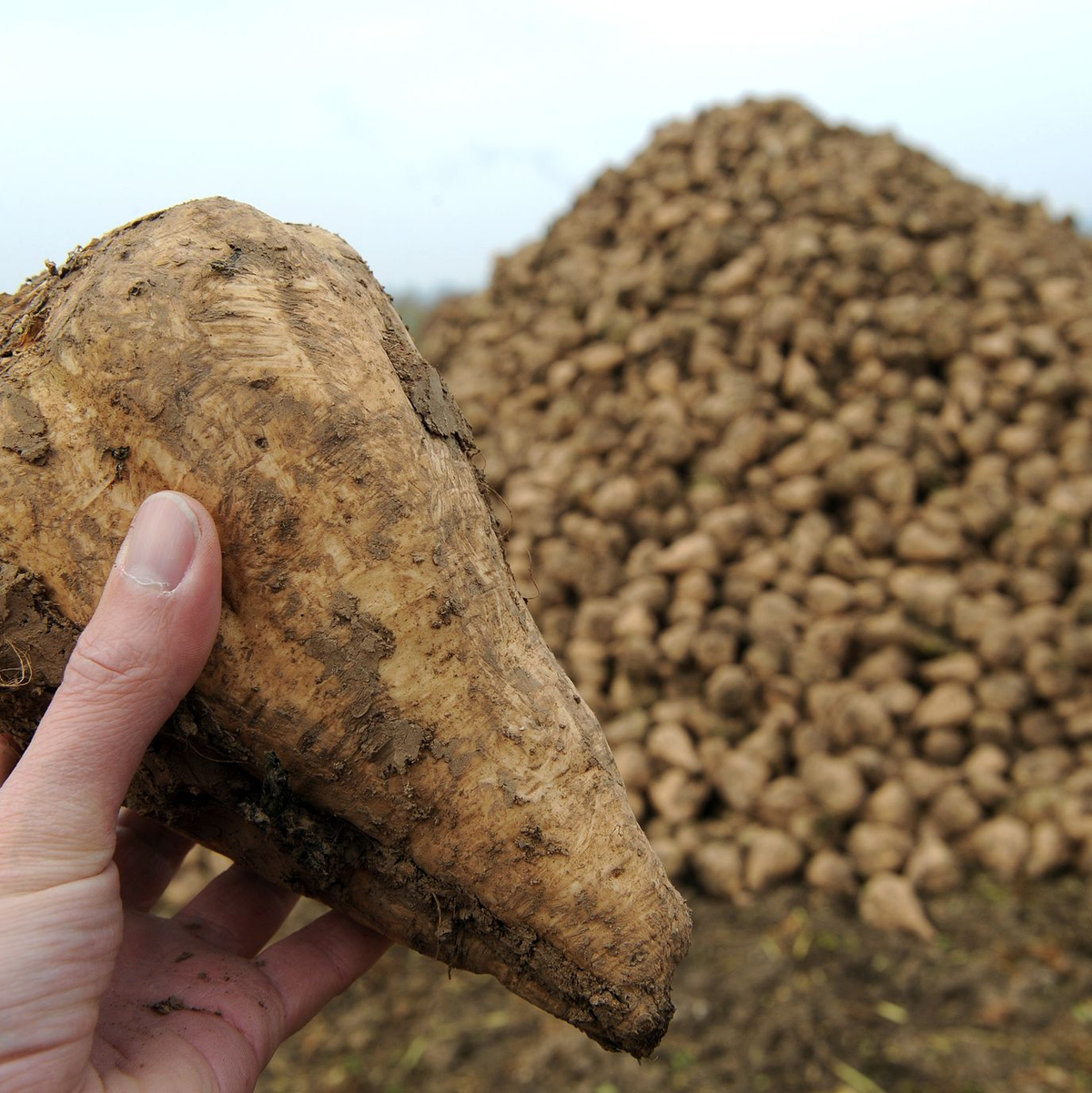 Bei Zuckerrüben führt die Pflanzenkrankheit Stolbur zu erheblichen Ertragsverlusten.  - Foto: picture alliance / dpa