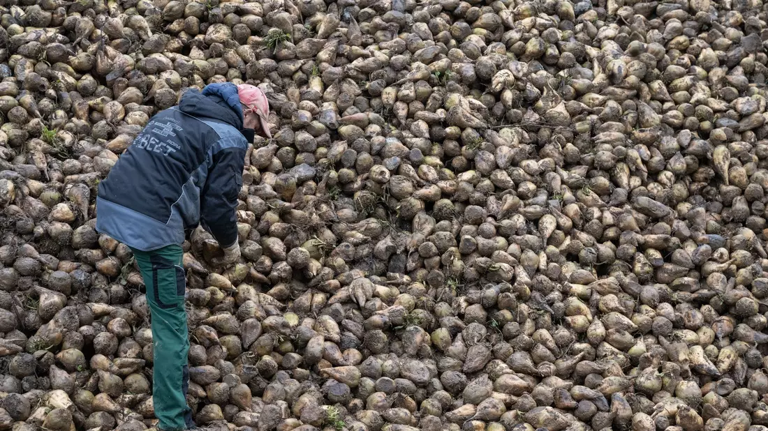 Zuckerrüben sind von einem kleinen Insekt bedroht, der Schilf-Glasflügelzikade. (Archivbild) - Bild: Marijan Murat/dpa