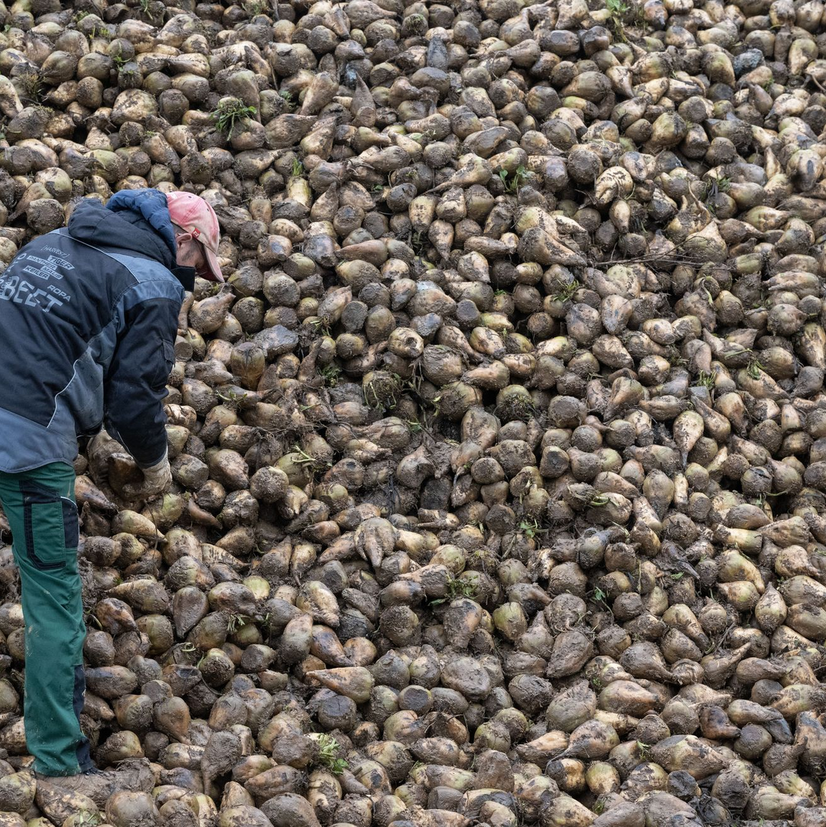 Zuckerrüben sind von einem kleinen Insekt bedroht, der Schilf-Glasflügelzikade. (Archivbild) - Foto: Marijan Murat/dpa