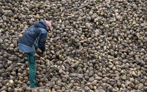 Zuckerrüben sind von einem kleinen Insekt bedroht, der Schilf-Glasflügelzikade. (Archivbild) - Foto: Marijan Murat/dpa