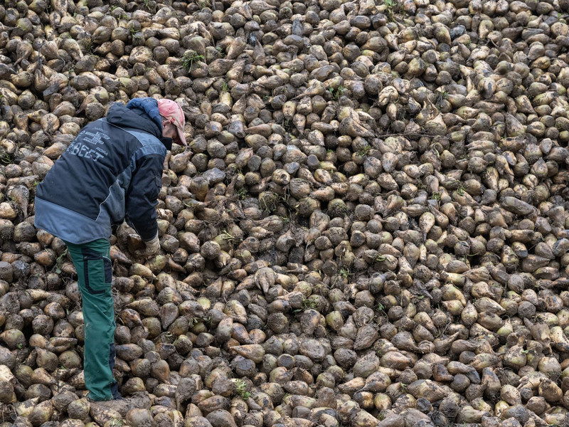 Zuckerrüben sind von einem kleinen Insekt bedroht, der Schilf-Glasflügelzikade. (Archivbild) - Foto: Marijan Murat/dpa