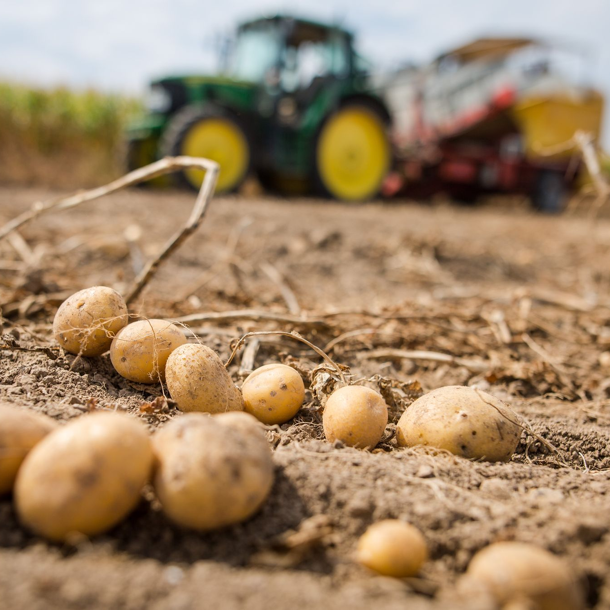 Die Pflanzenkrankheit bedroht auch heimische Kartoffeln. (Archivbild) - Foto: Christoph Schmidt/dpa