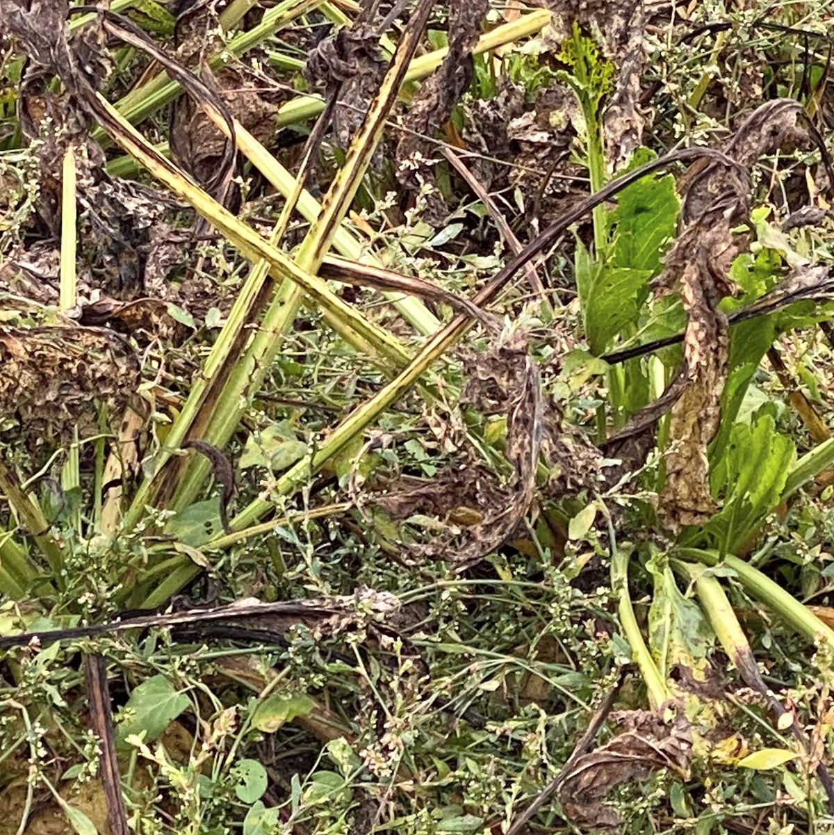 Von dem Bakterium befallene Pflanzen sorgen für große Ausfälle. (Archivbild) - Foto: Axel Seidemann/dpa