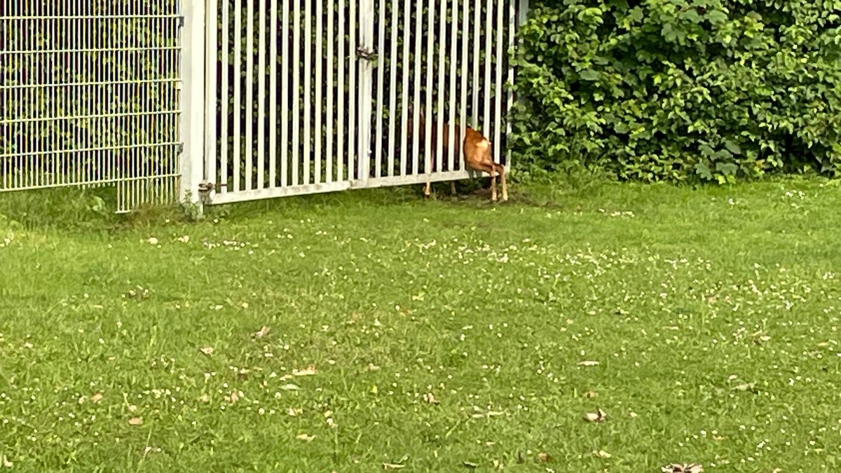 FW-EN: Feuerwehr rettet Reh aus beklemmende Situation - Foto: presseportal.de