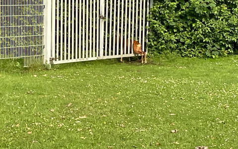 FW-EN: Feuerwehr rettet Reh aus beklemmende Situation - Foto: presseportal.de