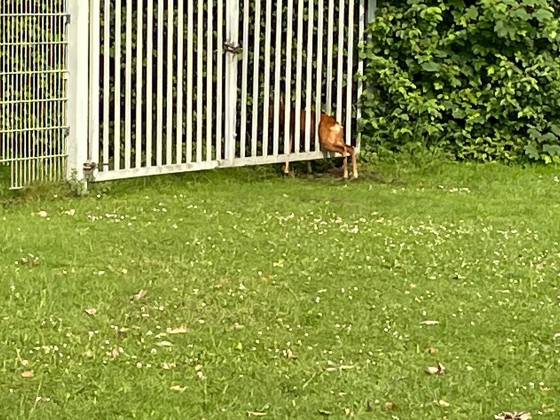 FW-EN: Feuerwehr rettet Reh aus beklemmende Situation - Foto: presseportal.de