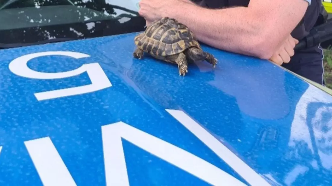 POL-MA: Weinheim/ Rhein-Neckar-Kreis: Landschildkröte aufgefunden - Besitzer gesucht - Bild: presseportal.de